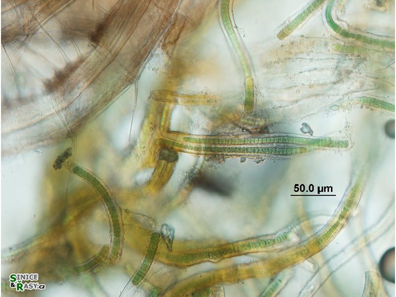 Scytonema endolithicum