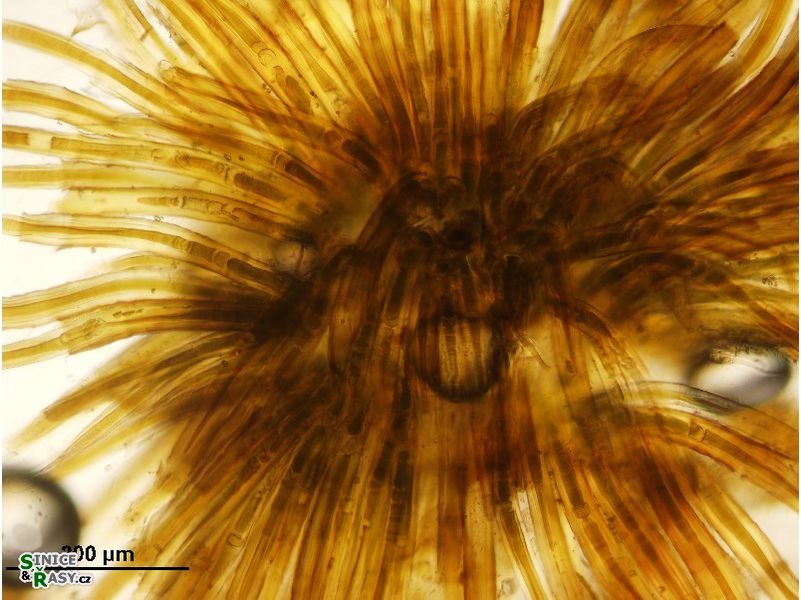 Scytonematopsis crustacea