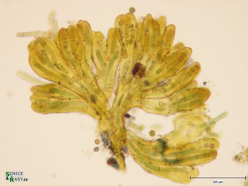 Tolypothrix elenkinii