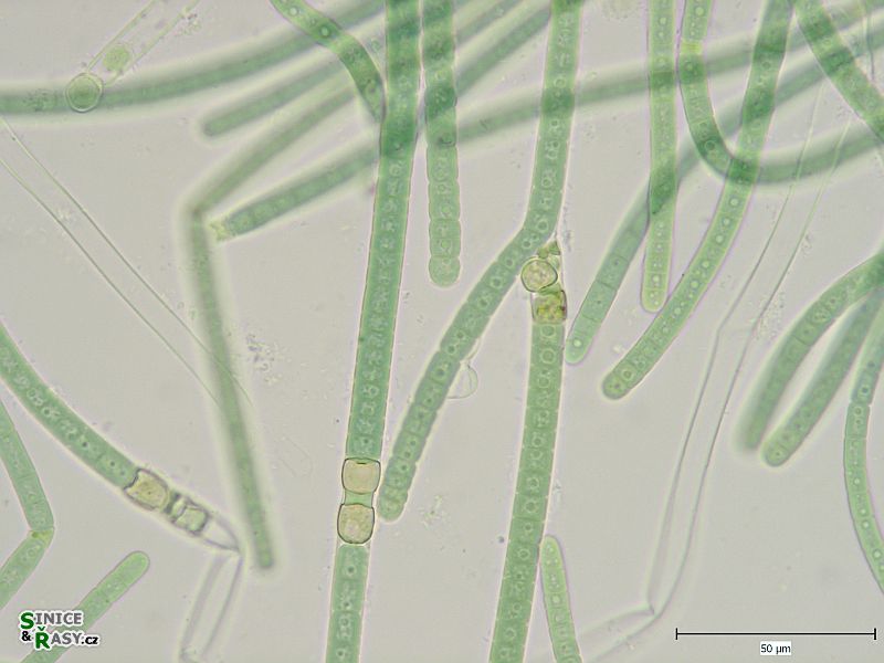 Tolypothrix tenuis