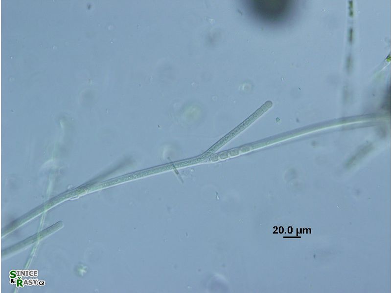 Tolypothrix tenuis
