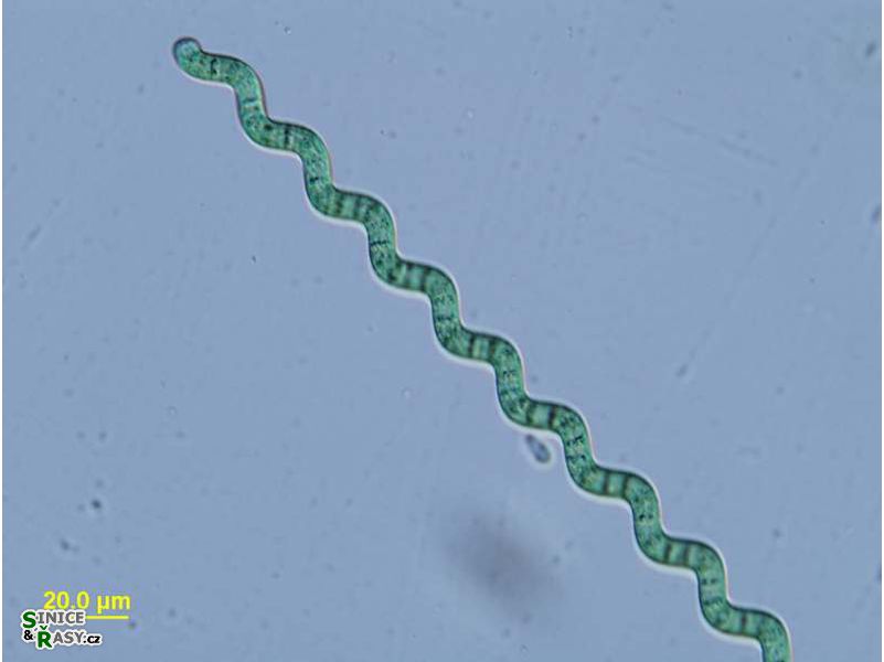 Arthrospira