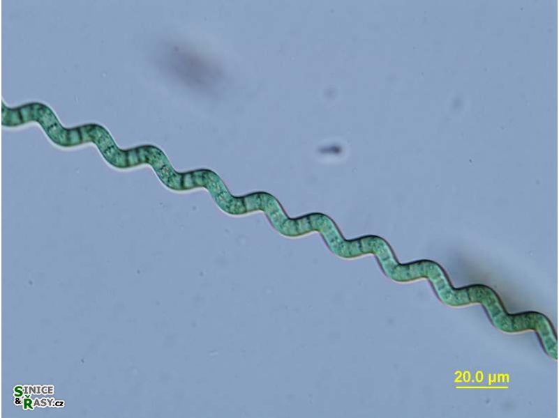 Arthrospira
