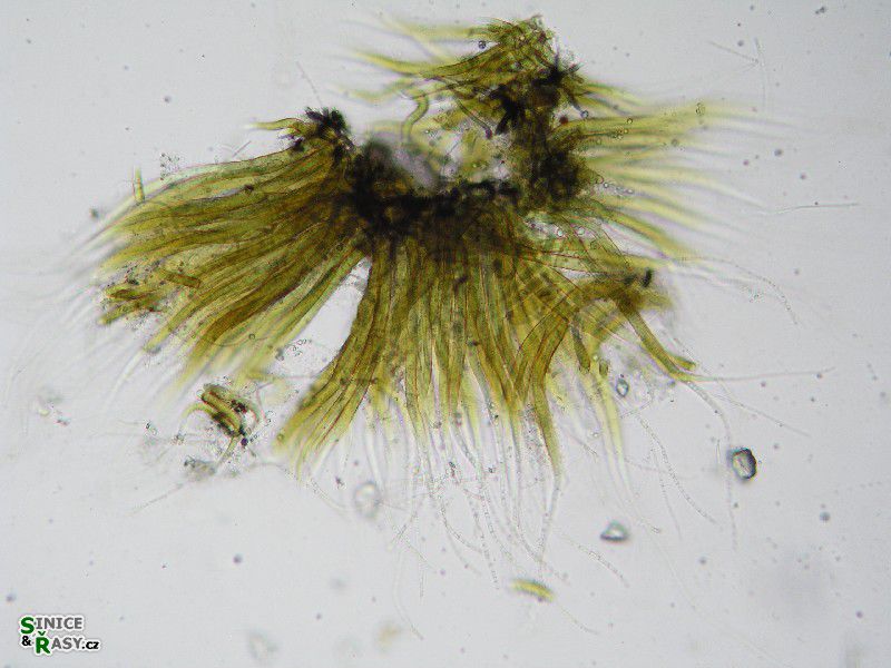 Homoeothrix juliana