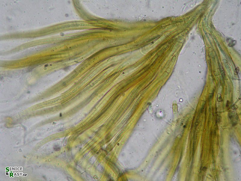 Homoeothrix juliana