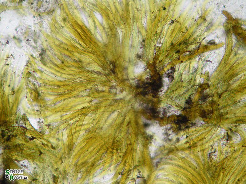 Homoeothrix juliana