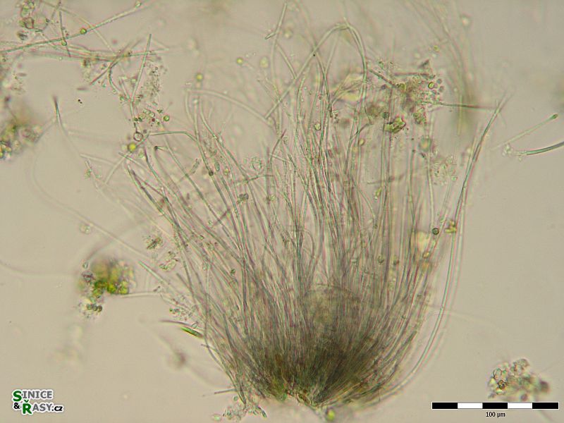 Homoeothrix janthina