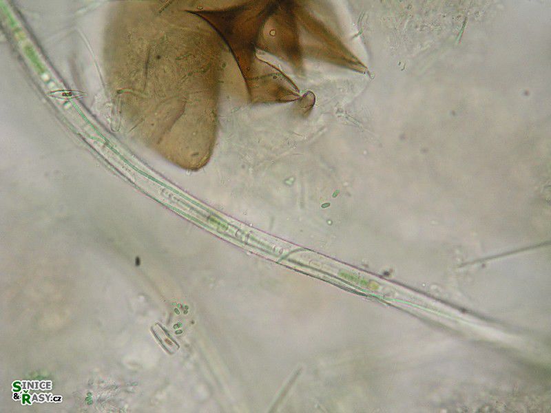 Leibleinia sp. 