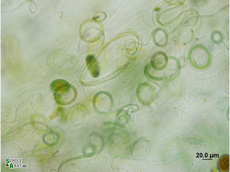 Leptolyngbya sp. 