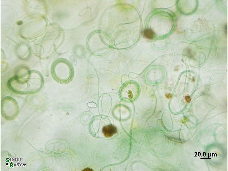 Leptolyngbya sp.
