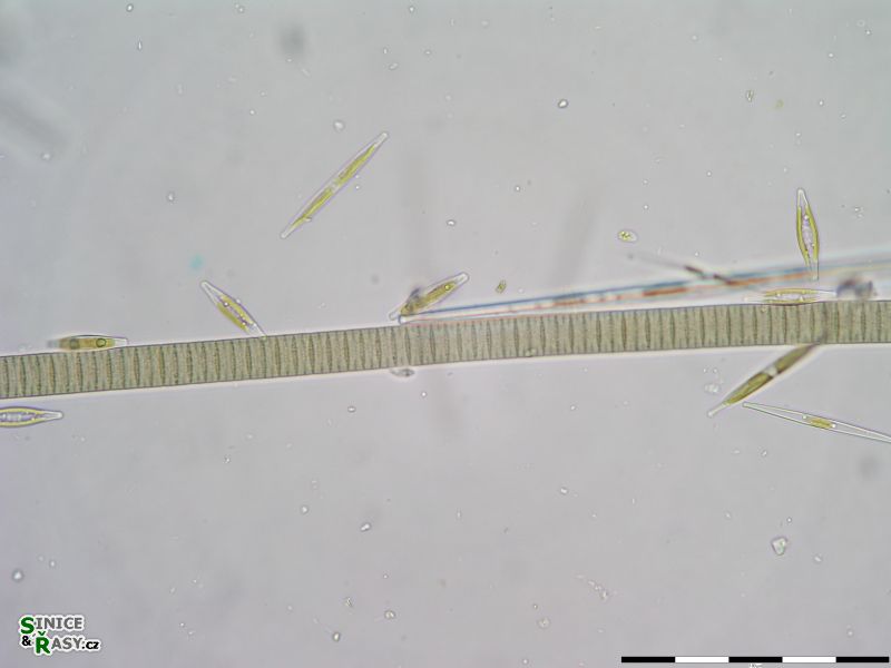 Oscillatoria limosa