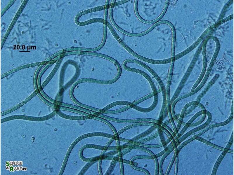 Phormidium subuliforme