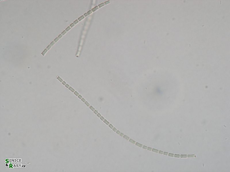 Pseudanabaena sp.