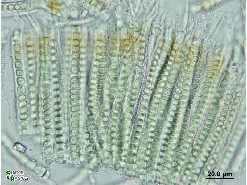Stauromatonema viride