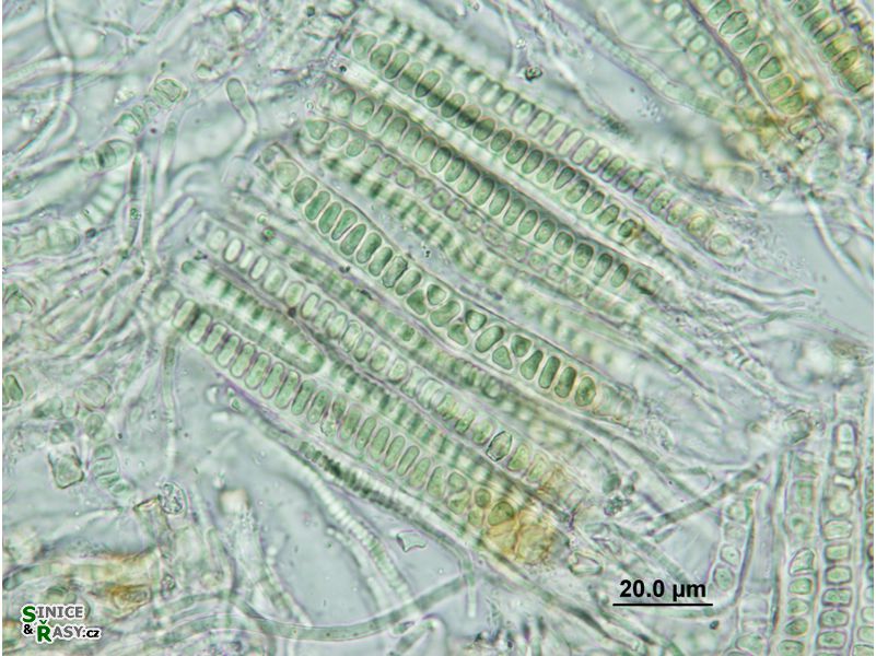 Stauromatonema viride