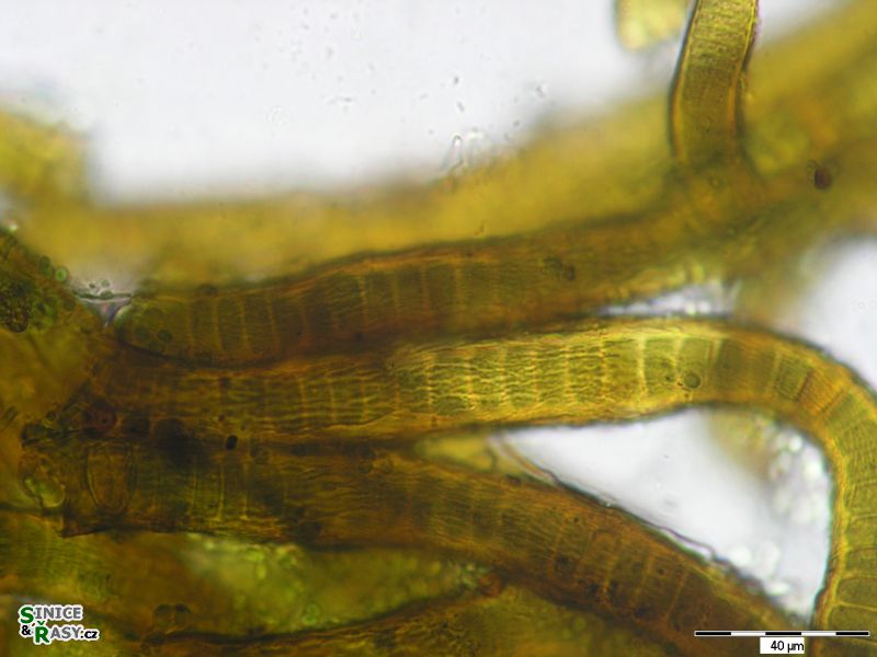 Stigonema panniforme