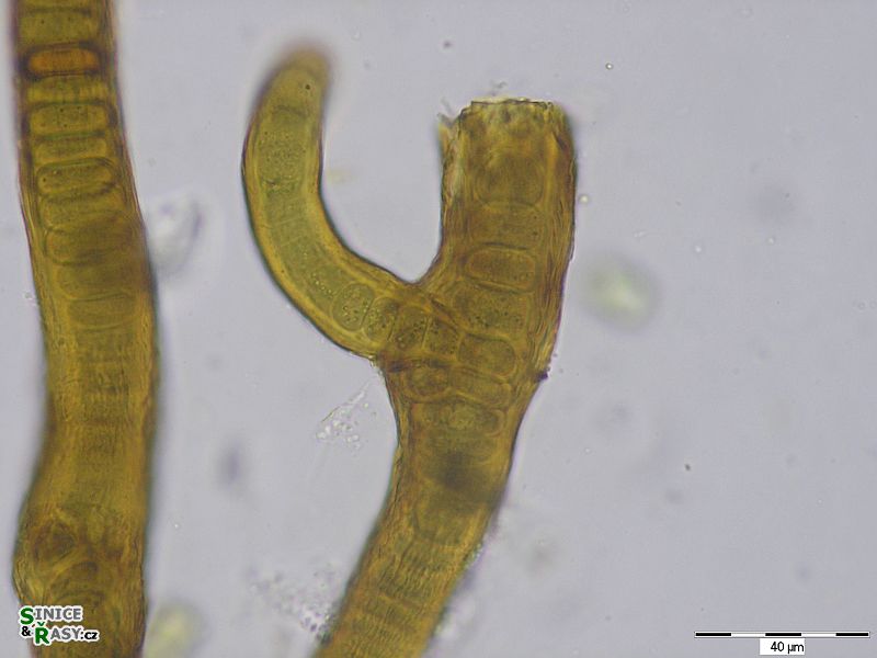 Stigonema panniforme