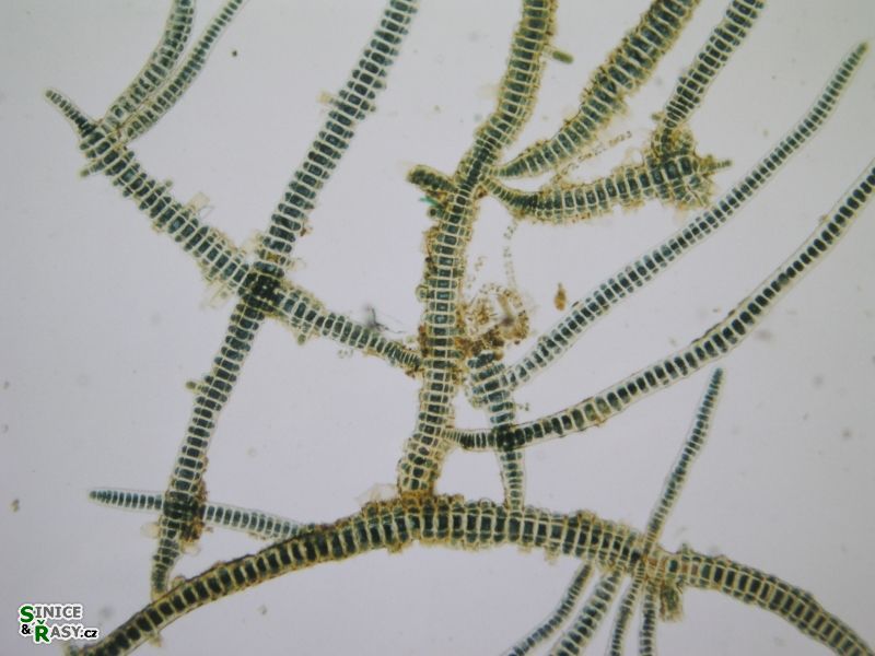 Stigonema leprieurii