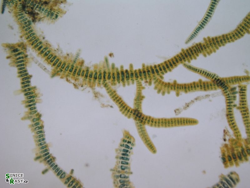 Stigonema leprieurii