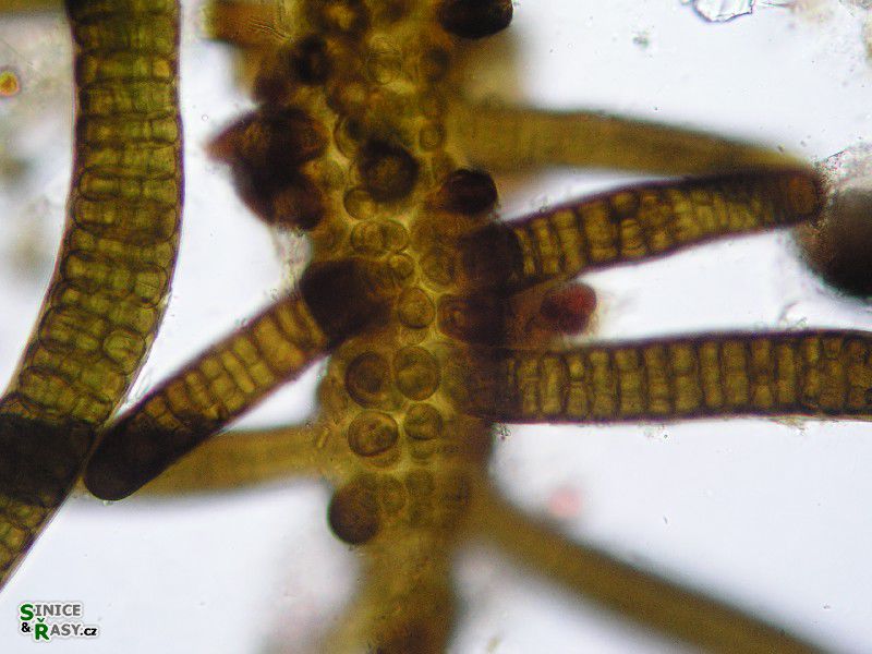 Stigonema mamillosum