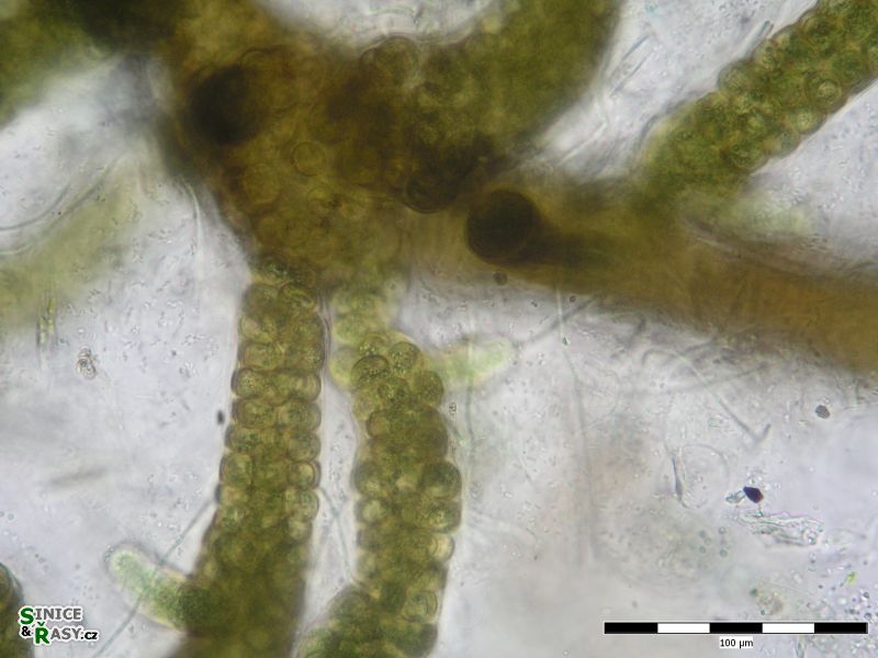 Stigonema turfaceum