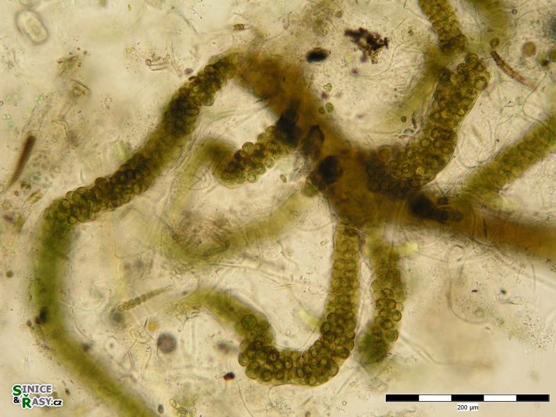 Stigonema turfaceum