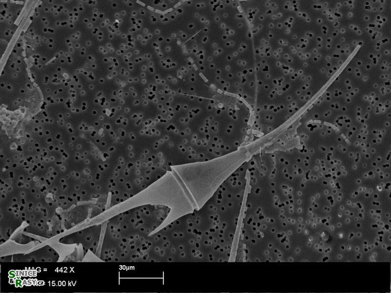 Ceratium furcoides