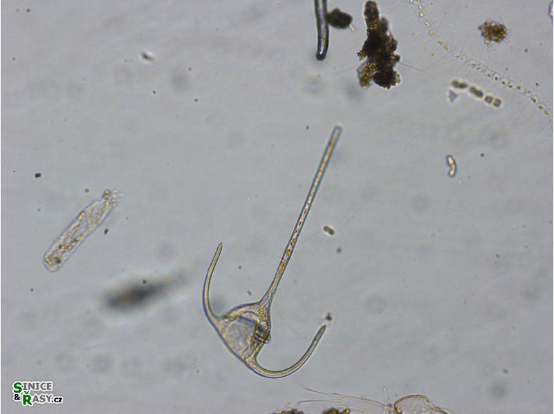 Ceratium tripos