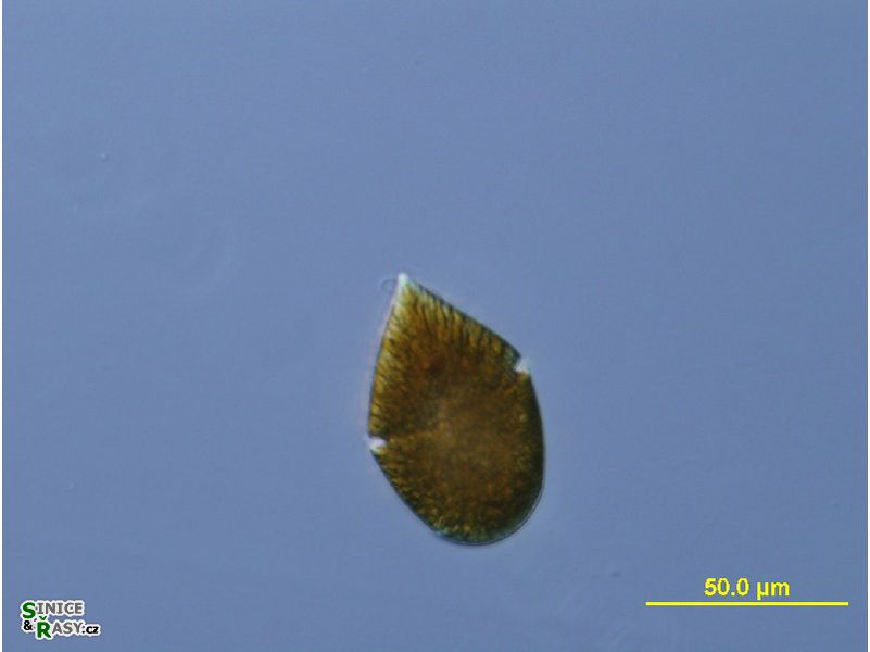Gymnodinium fuscum