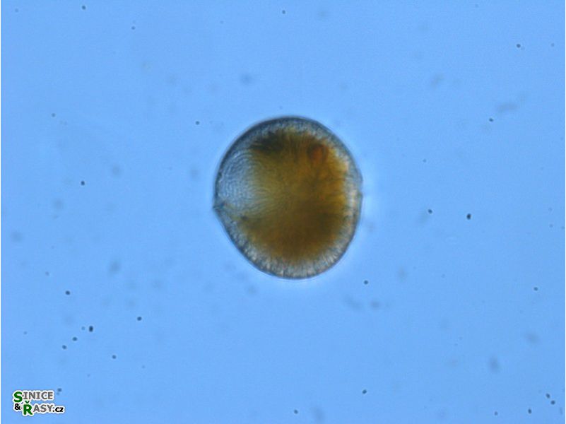 Gymnodinium sp. 