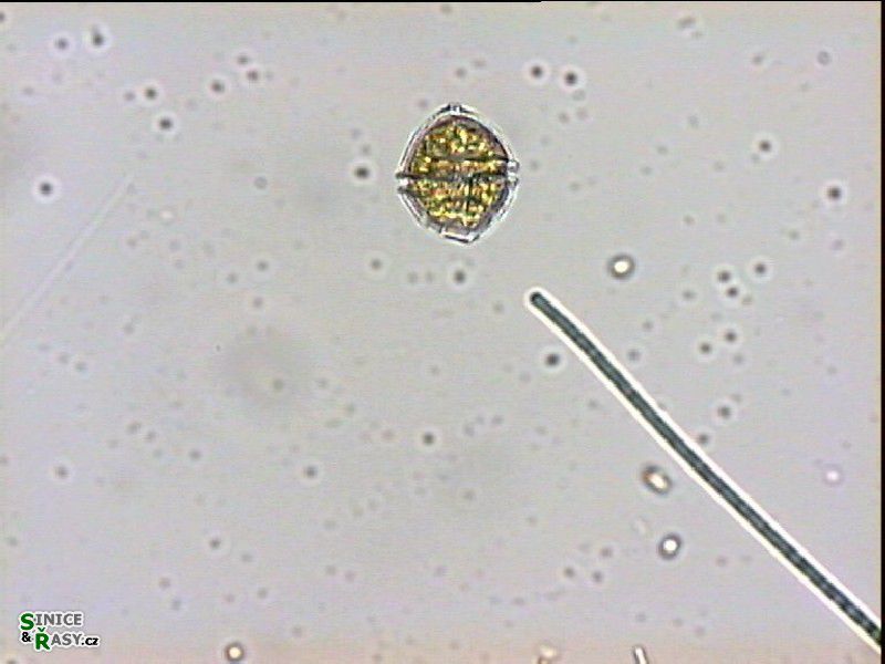 Naiadinium polonicum 