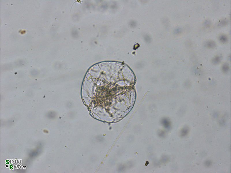 Noctiluca scintilans