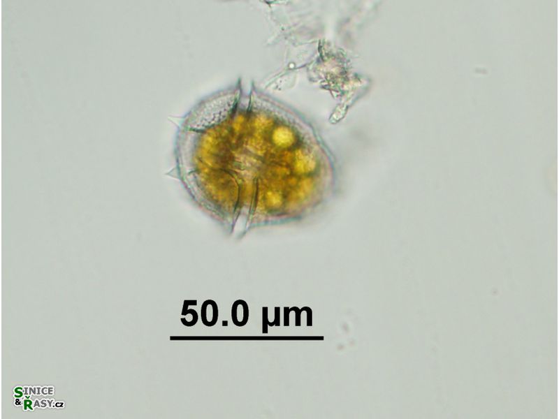 Peridinium bipes