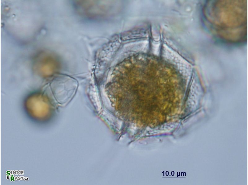 Peridinium bipes