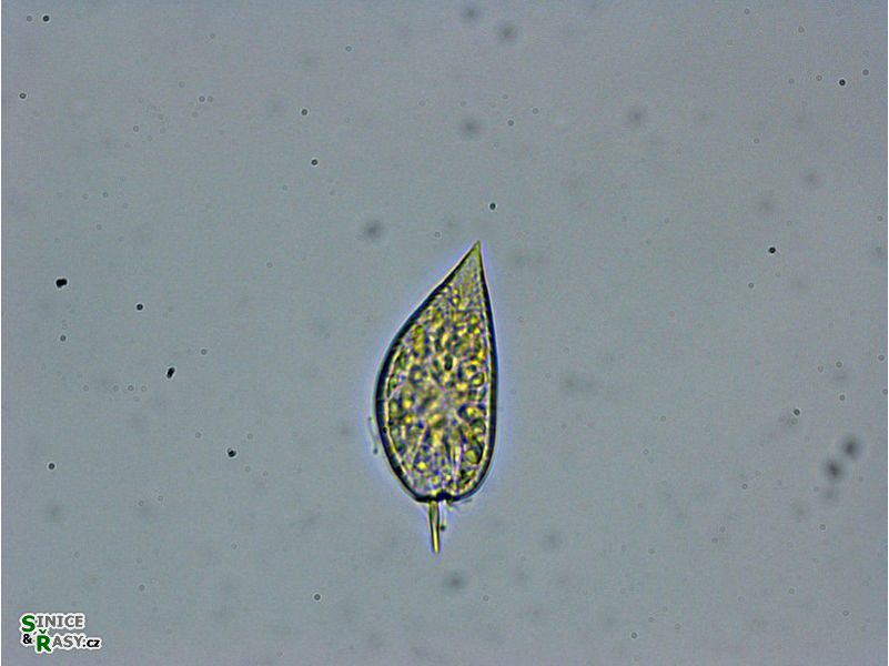 Prorocentrum micans