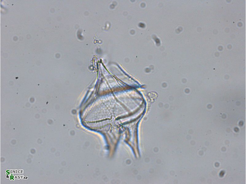 Protoperidinium oceanicum