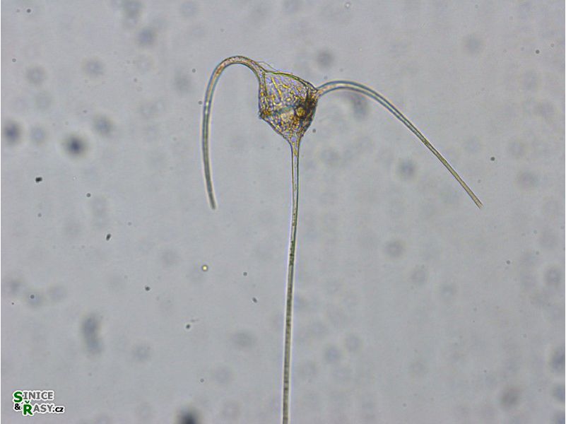 Tripos cf. massiliensis 