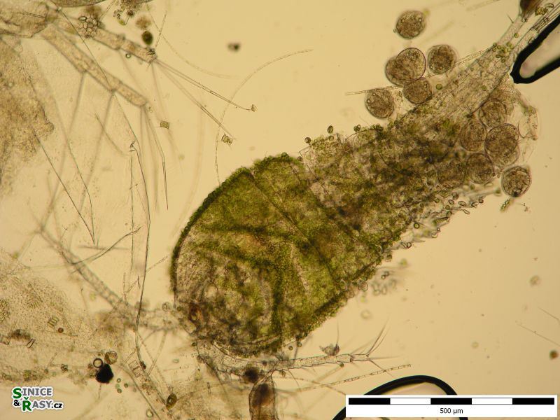 Colacium cyclopicola