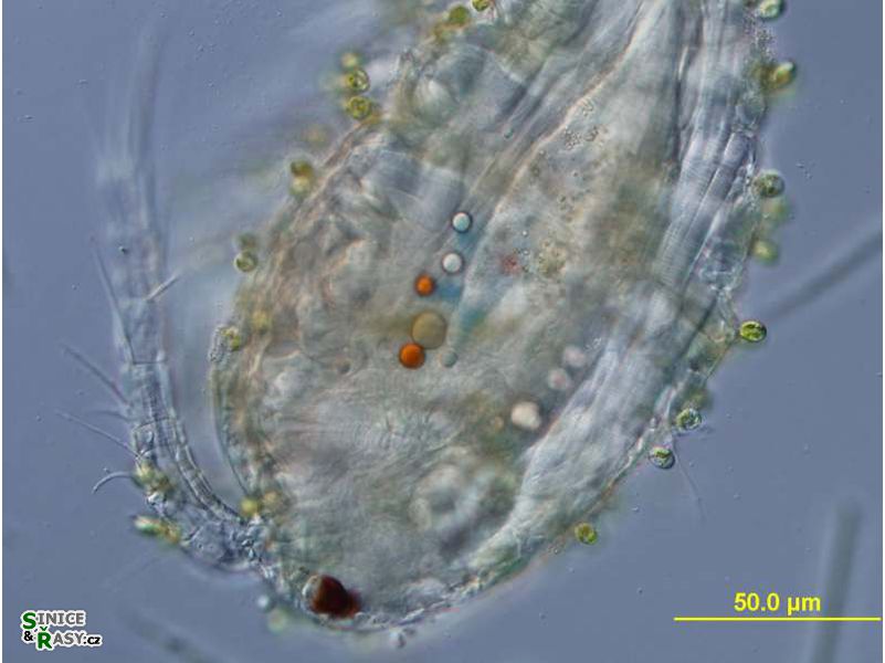 Colacium cyclopicola