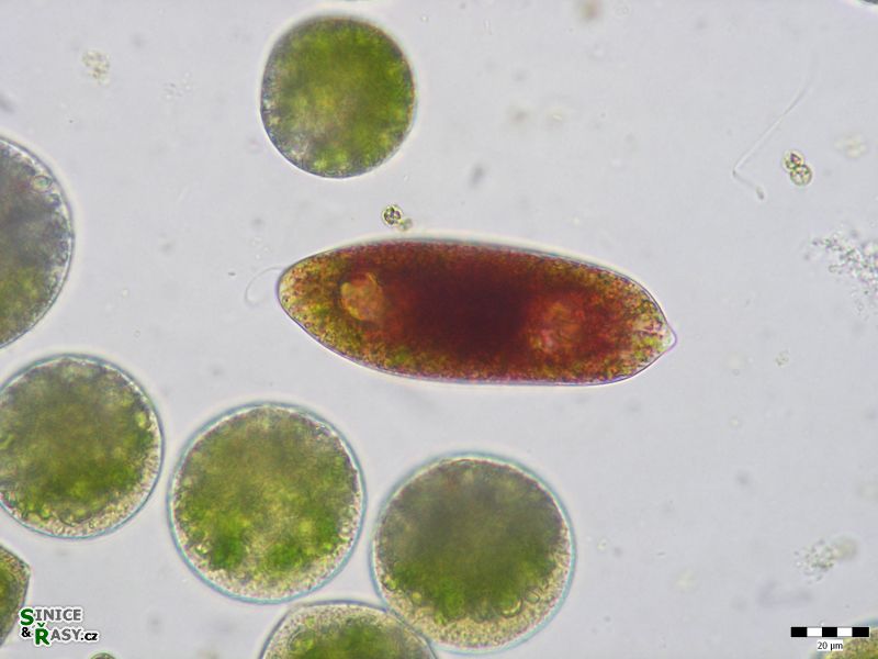 Euglena sanguinea