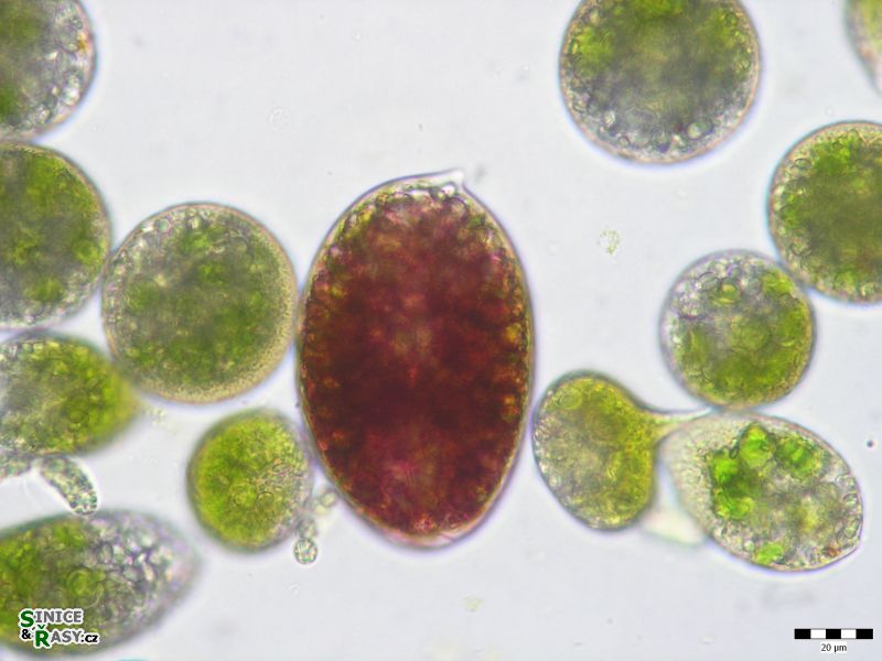 Euglena sanguinea