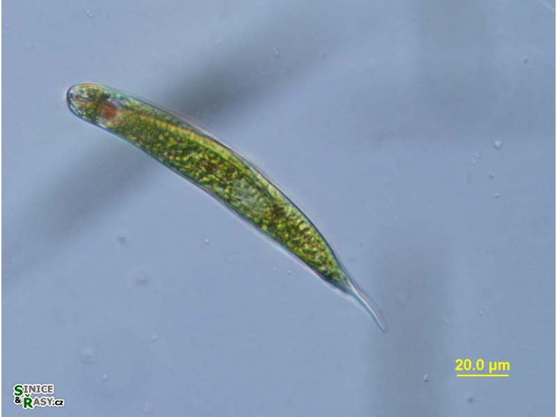 Lepocinclis tripertis