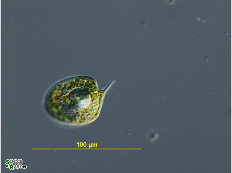 Phacus orbicularis