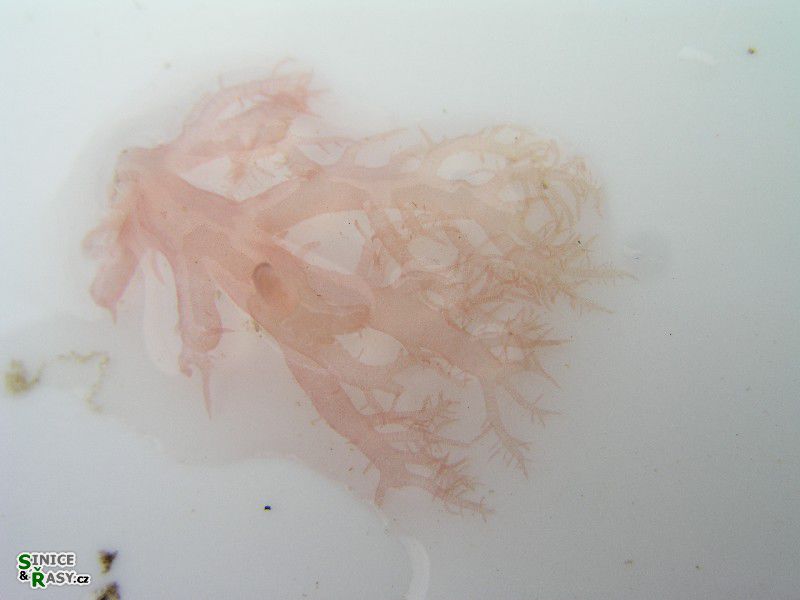 Acrosymphyton purpuriferum