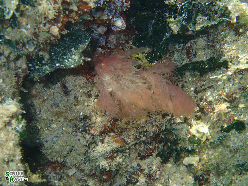 Acrosymphyton purpuriferum