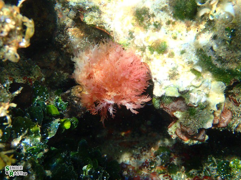 Acrosymphyton purpuriferum