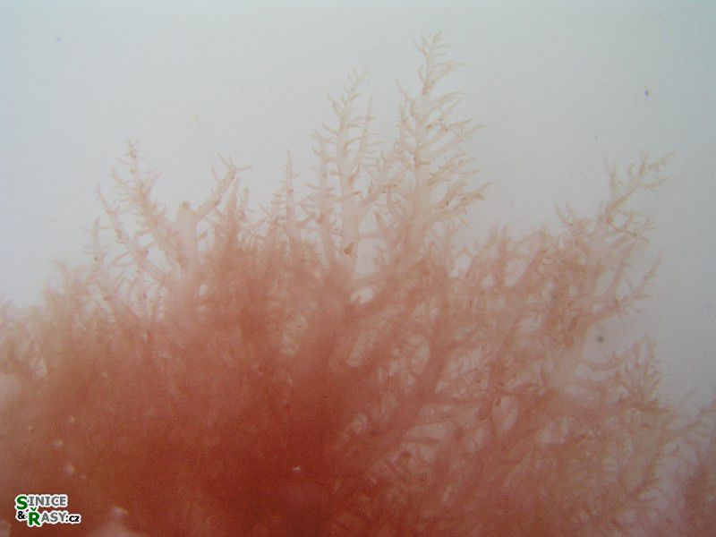 Acrosymphyton purpuriferum 