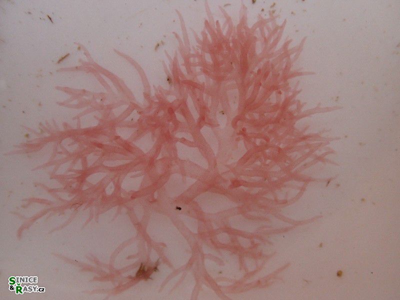 Acrosymphyton purpuriferum