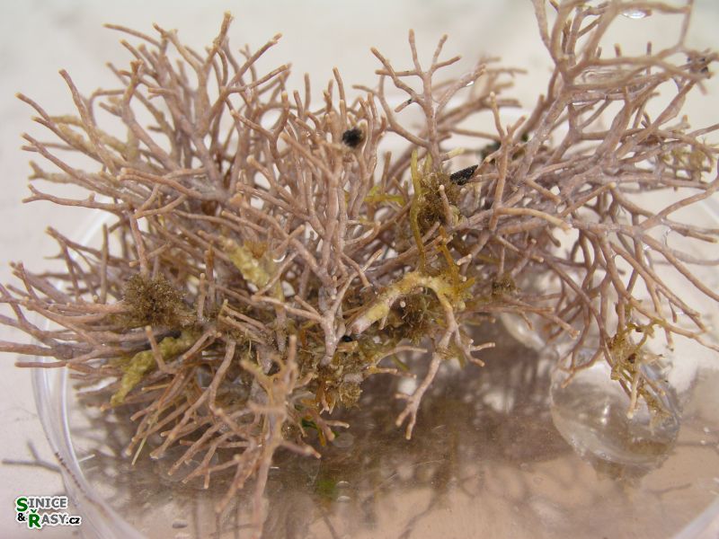 Amphiroa rigida