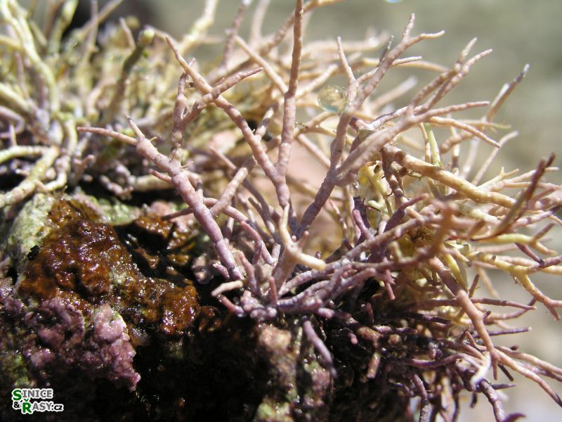 Amphiroa rigida